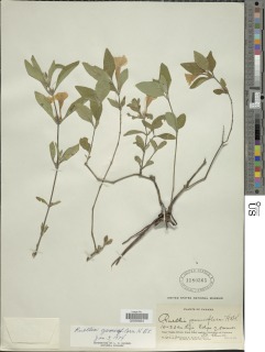 Ruellia geminiflora image
