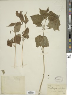 Image of Thunbergia petersiana