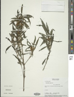 Hygrophila costata image