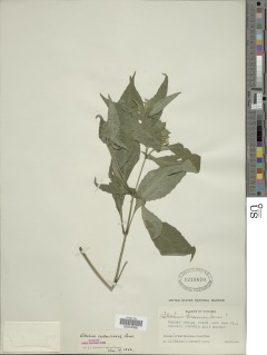 Ruellia costaricensis image