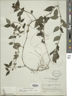 Ruellia pygmaea image