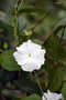 Acanthaceae - Thunbergia fragrans 