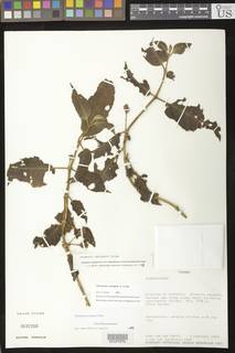 Drymonia variegata image
