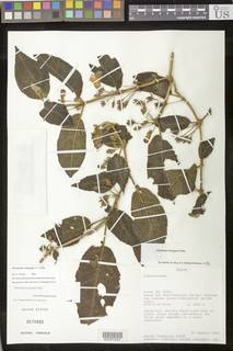 Drymonia variegata image