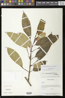 Drymonia stenophylla image