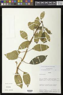 Drymonia stenophylla image