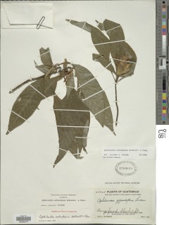 Aphelandra schiedeana image