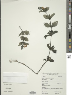Image of Barleria maculata