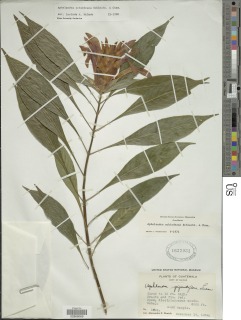 Aphelandra schiedeana image