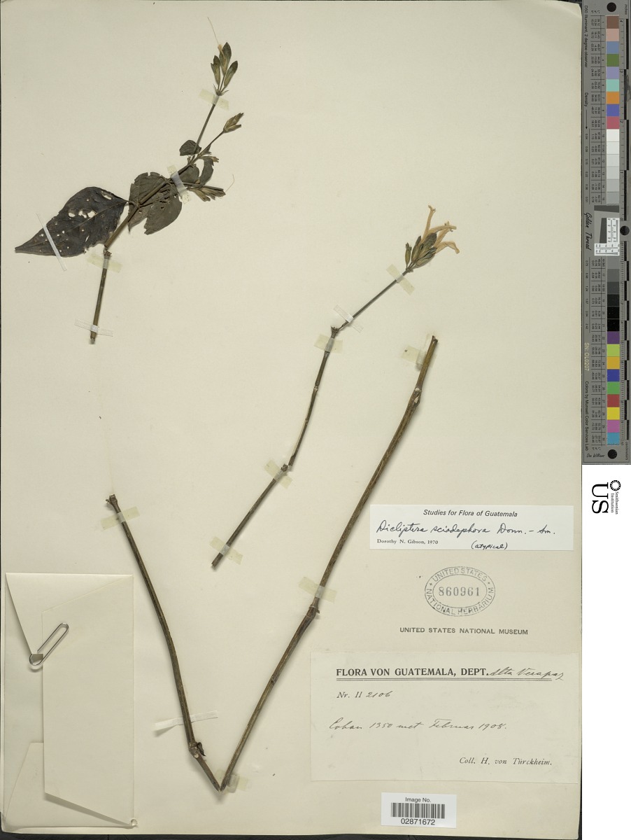 Dicliptera sciadephora image