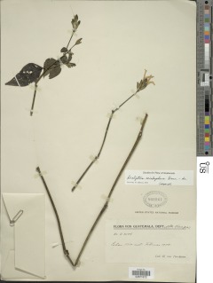 Dicliptera sciadephora image
