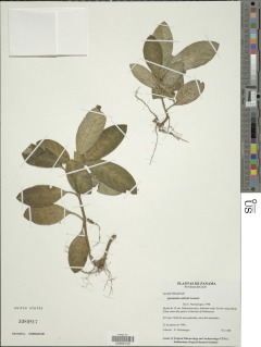 Aphelandra seibertii image