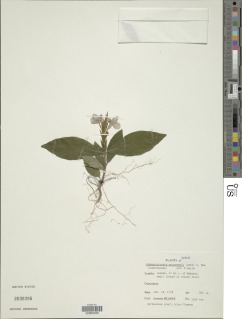 Image of Stenandriopsis guineensis