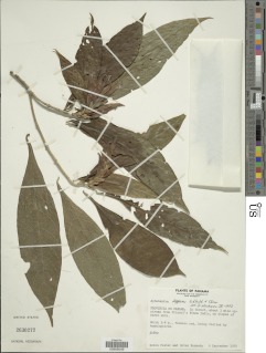 Aphelandra panamensis image