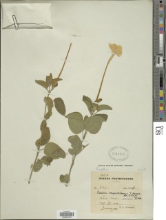 Ruellia bignoniiflora image