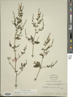 Dicliptera sexangularis image
