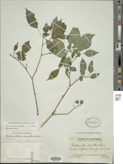 Poikilacanthus macranthus image