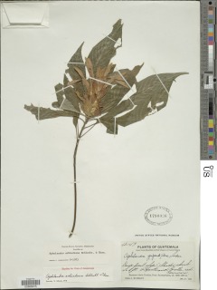 Image of Aphelandra schiedeana