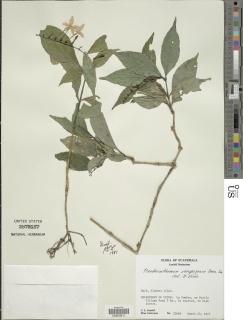 Pseuderanthemum verapazense image