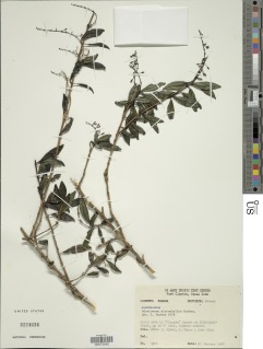 Odontonema microphyllum image