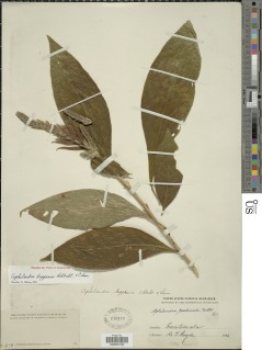 Aphelandra scabra image