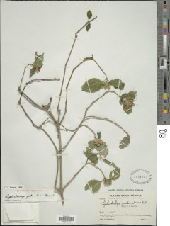 Lepidagathis guatemalensis image