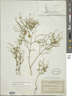 Image of Carlowrightia arizonica