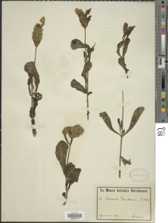 Crossandra pyrophila image