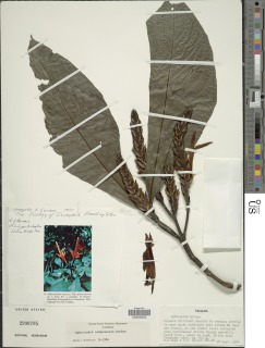 Aphelandra campanensis image