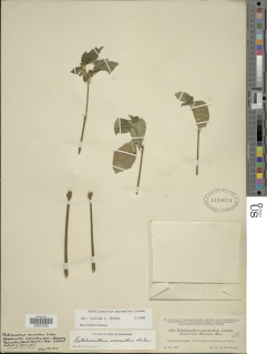 Poikilacanthus macranthus image