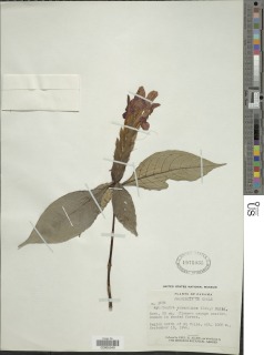 Aphelandra aurantiaca image