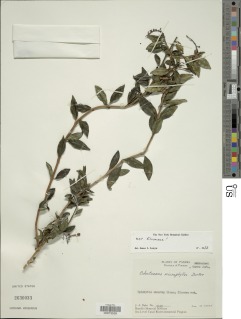 Image of Odontonema microphyllum