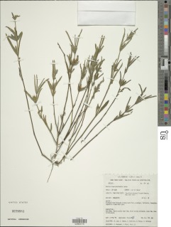 Image of Ruellia linearibracteolata