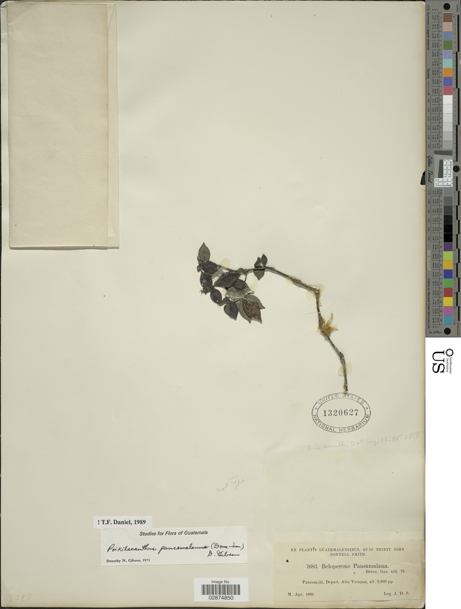 Poikilacanthus pansamalanus image