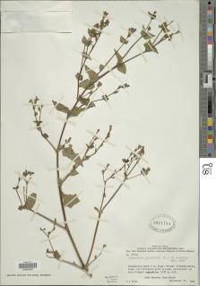 Asystasia gangetica subsp. micrantha image