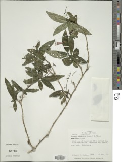 Odontonema microphyllum image