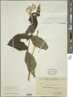 Image of Barleria grandis