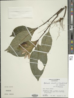 Image of Aphelandra aurantiaca