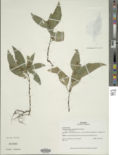 Image of Herpetacanthus panamensis