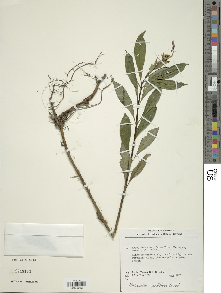Neriacanthus grandiflorus image