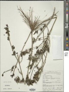 Rhinacanthus rotundifolius image