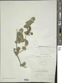 Dicliptera unguiculata image