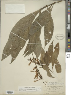Thyrsacanthus callistachyus image