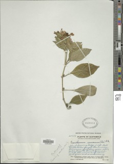 Image of Eranthemum pulchellum