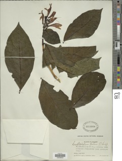 Graptophyllum pictum image