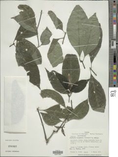 Justicia urophylla image