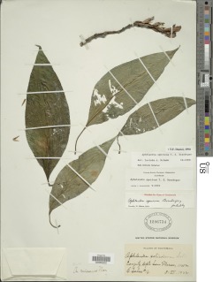 Aphelandra speciosa image