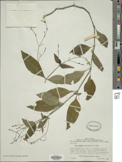 Rhinacanthus nasutus image