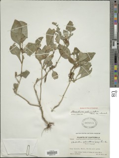 Stenandrium pedunculatum image