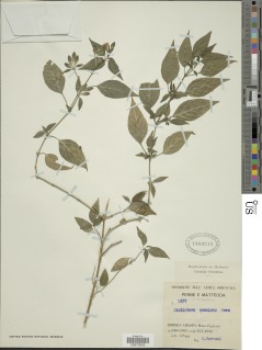 Dicliptera maculata image
